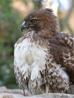 Hawk38.jpg