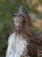 Hawk39.jpg