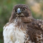 Hawk42.jpg