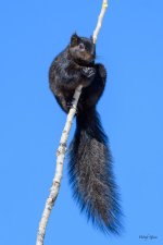 BlackSquirrel-315.jpg