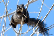 BlackSquirrel-316.jpg