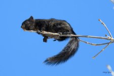 BlackSquirrel-318.jpg