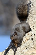 BlackSquirrel-320.jpg