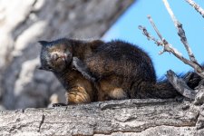 BlackSquirrel-321.jpg