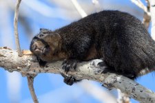 BlackSquirrel-322.jpg