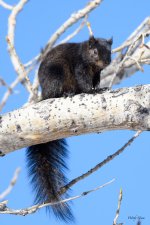 BlackSquirrel-323.jpg
