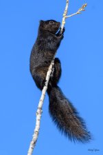 BlackSquirrel-324.jpg