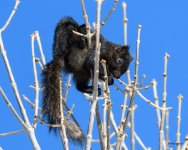 BlackSquirrel-326.jpg