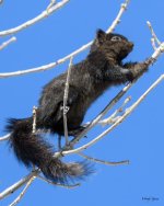 BlackSquirrel-329.jpg