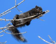 BlackSquirrel-330.jpg