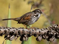 Sparrow.jpg