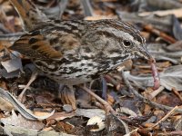 Sparrow8.jpg