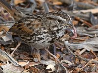 Sparrow9.jpg