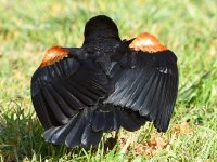 Blackbird5.jpg