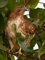 Hawk4.jpg