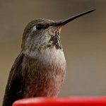 Hummer14.jpg