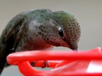 Hummer15.jpg