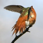 Hummer24.jpg