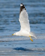 GullFlight-335.jpg