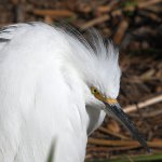 Egret13.jpg