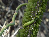 Euphorbia.jpg