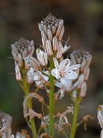 Flower2.jpg