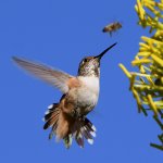 Hummer3.jpg