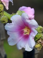 PinkFlower2.jpg
