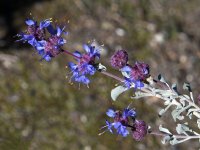Salvia2.jpg