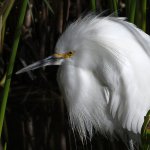 Egret4.jpg