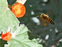 Bee4.jpg