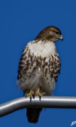 DSC_3220_DxO.1.jpg