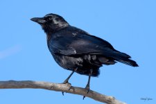 Crow-300.jpg