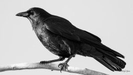 Crow-302.jpg