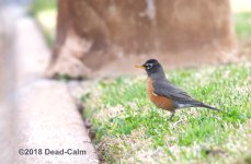 American Robin N500_4600.jpg