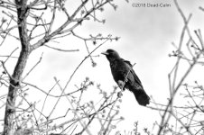 American Crow N500_4598.jpg