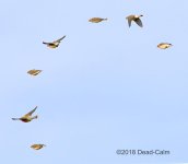 cedar waxwings N500_4604.jpg
