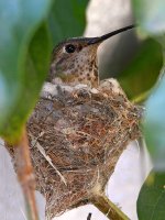 Hummer2.jpg