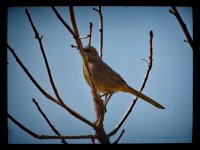 03-06-18-cr__D7K8680 copy-ON1.jpg