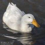 DSC_5682 low res.jpg