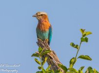 DSC_5142.jpg