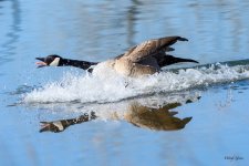 GooseLanding-310.jpg
