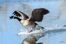 GooseLanding-312.jpg