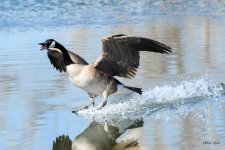 GooseLanding-313.jpg