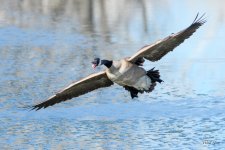 GooseLanding-316.jpg