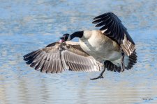 GooseLanding-315.jpg