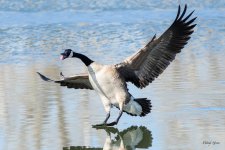 GooseLanding-314.jpg