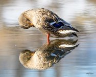 DuckReflection-300.jpg