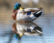 ReflectingDuck-300.jpg