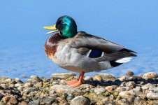Mallard-320.jpg